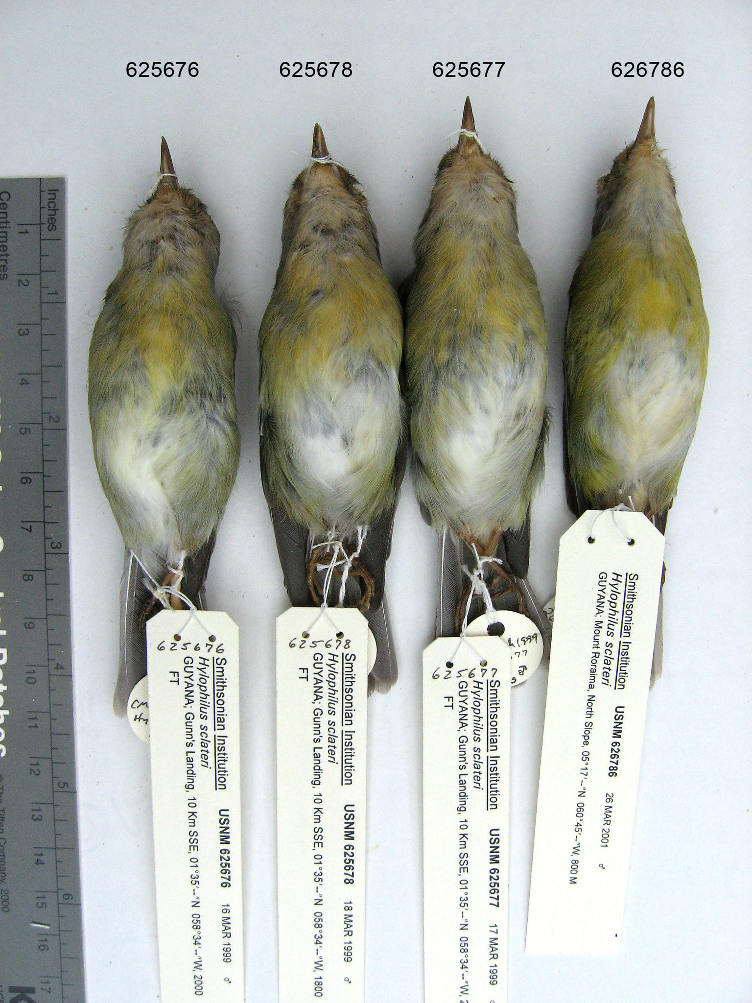 Tepui Vireo illustration