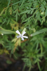 Silene tatarinowii