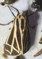 Apantesis carlotta