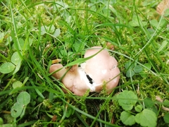Calocybe carnea