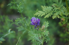 Astragalus davuricus