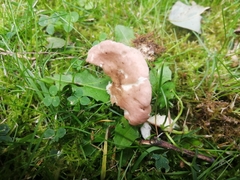 Calocybe carnea