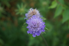 Scabiosa comosa