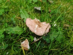 Calocybe carnea