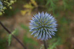 Echinops davuricus
