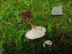Calocybe carnea