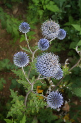 Echinops davuricus