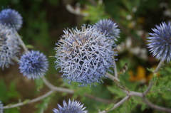 Echinops davuricus