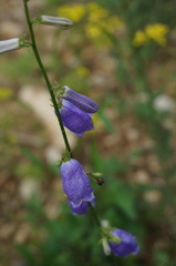 Adenophora polyantha scabricalyx