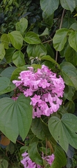 Cuspidaria