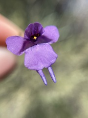 Diascia macrophylla