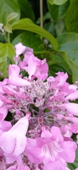 Cuspidaria