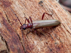 Centrodera decolorata