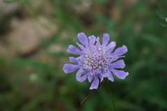Scabiosa comosa