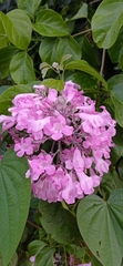 Cuspidaria