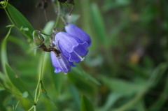 Adenophora polyantha scabricalyx