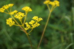 Patrinia scabiosifolia