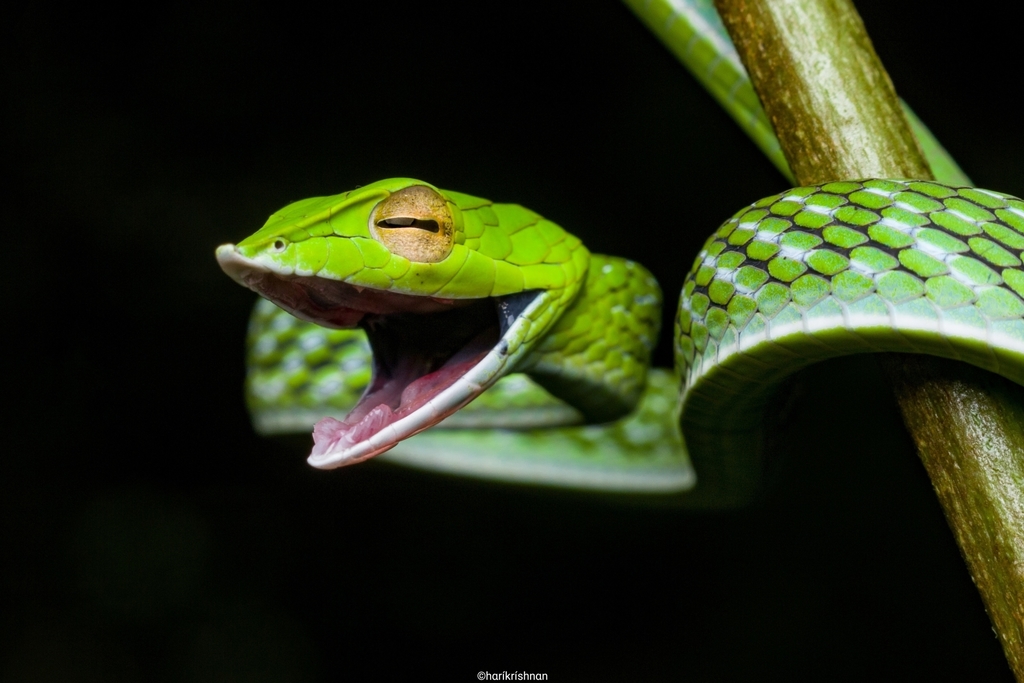 Isabella Whipsnake