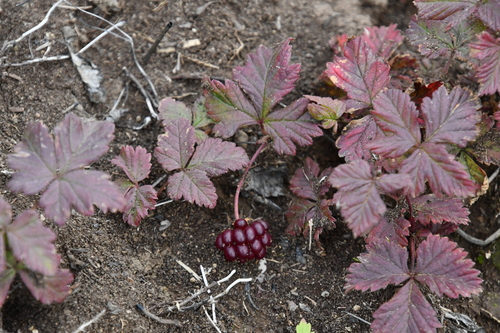 Arctic raspberry