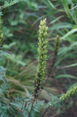 Pedicularis striata