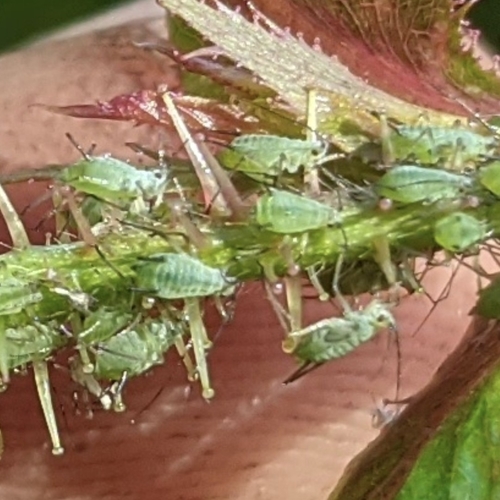 Rose aphid