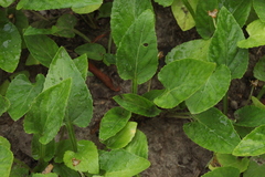 Viola philippica philippica