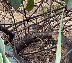 Cichladusa arquata