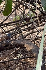 Cichladusa arquata