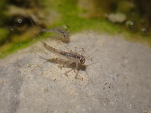 Acentrella sinaica