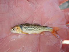 Cyprinella proserpina