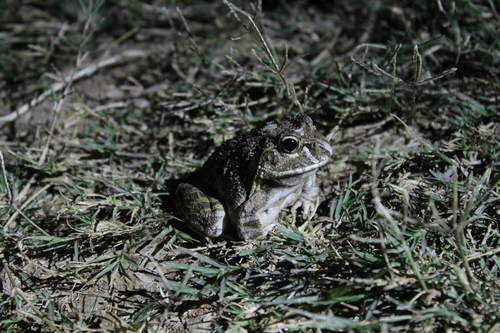 Madagascar Bullfrog, Laliostoma labrosum