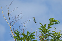 Merops apiaster