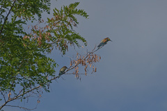 Merops apiaster