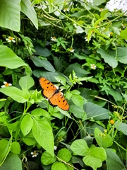 Acraea terpsicore