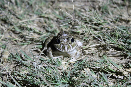 Laliostoma labrosum