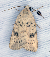 Micrathetis triplex