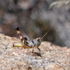 Boopedon flaviventris
