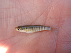 Fundulus zebrinus