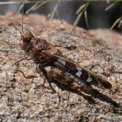 Leprus