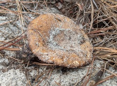 Russula ventricosipes