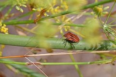 Graphosoma italicum italicum