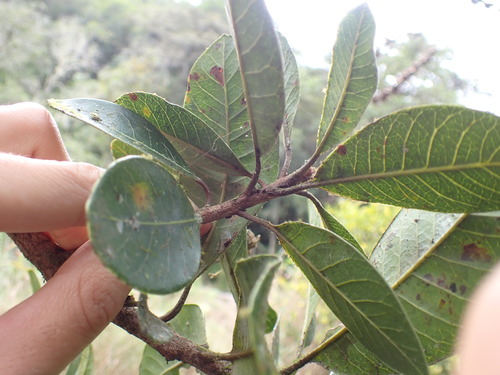 Image of Pouteria lucuma by (c) Skjold Søndergaard, some rights reserved (CC BY)