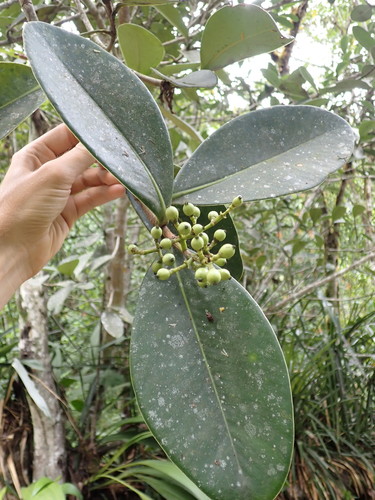 Clusia ducu (Clusia ducu)