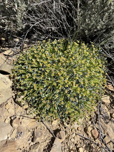Image of Euphorbia loricata by (c) Matt Berger, some rights reserved (CC BY)
