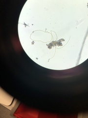 Charophyta