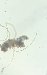 Charophyta