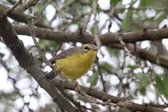 Basileuterus culicivorus