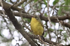 Basileuterus culicivorus
