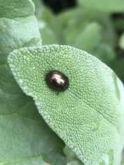 Chrysolina americana