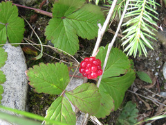 Rubus arcticus